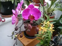 Orchidee neu_600x600_45KB.webp