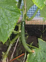 Garten 05.05.09 001.webp