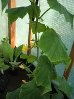 Garten 05.05.09 002.webp
