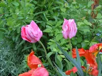 SA500177.webp