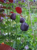 schwarze tulpe-01.webp