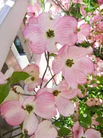 Rosa unbekannter Busch.webp