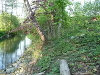 Baumstamm.webp