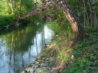 Enten1.webp