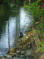 Enten2.webp