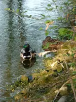 Enten3.webp