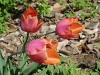 tulpen1P1010698.webp