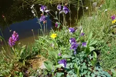 lokmaus-albums-orchideen-und-andere-schoenheiten-picture342-dsc-1737-knabenkraut-in-gesellsch...webp