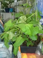 2008-04-19 die Bohnen sind zu früh.webp