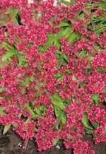 namenlose_blume.webp