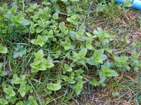 Garten 001.webp