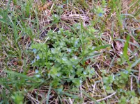 Garten 002.webp