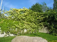 003.webp