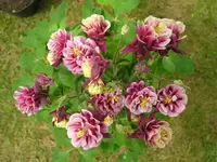 Akelei 1.webp