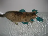 Katzen 001.webp