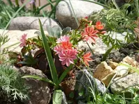 P1050516_600_450.webp