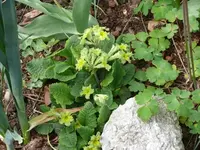 P1050506_600_450.webp