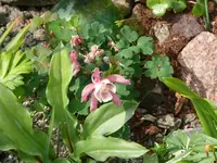 P1050486_600_450.webp