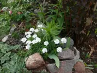 P1050481_600_450.webp