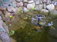 695-teichpflanzen.webp