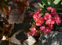 P1050300.webp