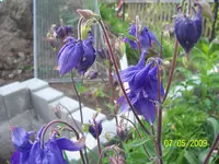 100_1526.webp