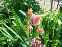 100_1530.webp
