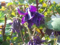 100_1542.webp