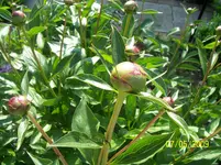 100_1534.webp