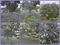 Jacaranda.webp