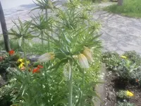 Foto0004.webp