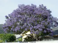 Jacaranda 2.webp