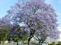 Jacaranda 5.webp