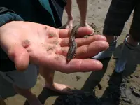 Nordsee 05 2009 062.webp