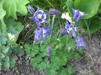 Mai 002.webp