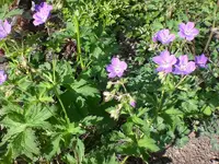 Mai 005.webp