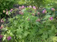 Mai 006.webp