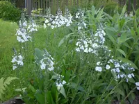 Mai 009.webp