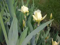 Mai 012.webp