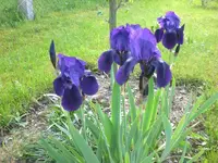 Mai 013.webp
