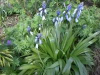 Mai 014.webp