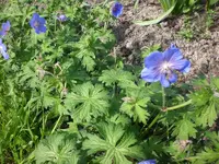 Mai 015.webp