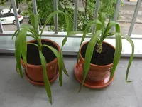 Yucca3.webp