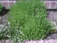 Lavendel.webp