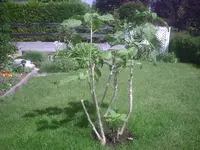 Trompete vom Winde verweht.webp