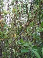Forsythie1.webp