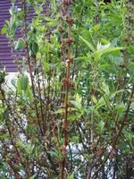 Forsythie2.webp