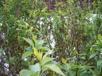 Forsythie3.webp