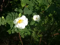 Wildrose rosa kanina.webp Wildrose rosa kanina.webp