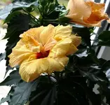 P1050554_600_575.webp